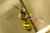 Nomada sp.